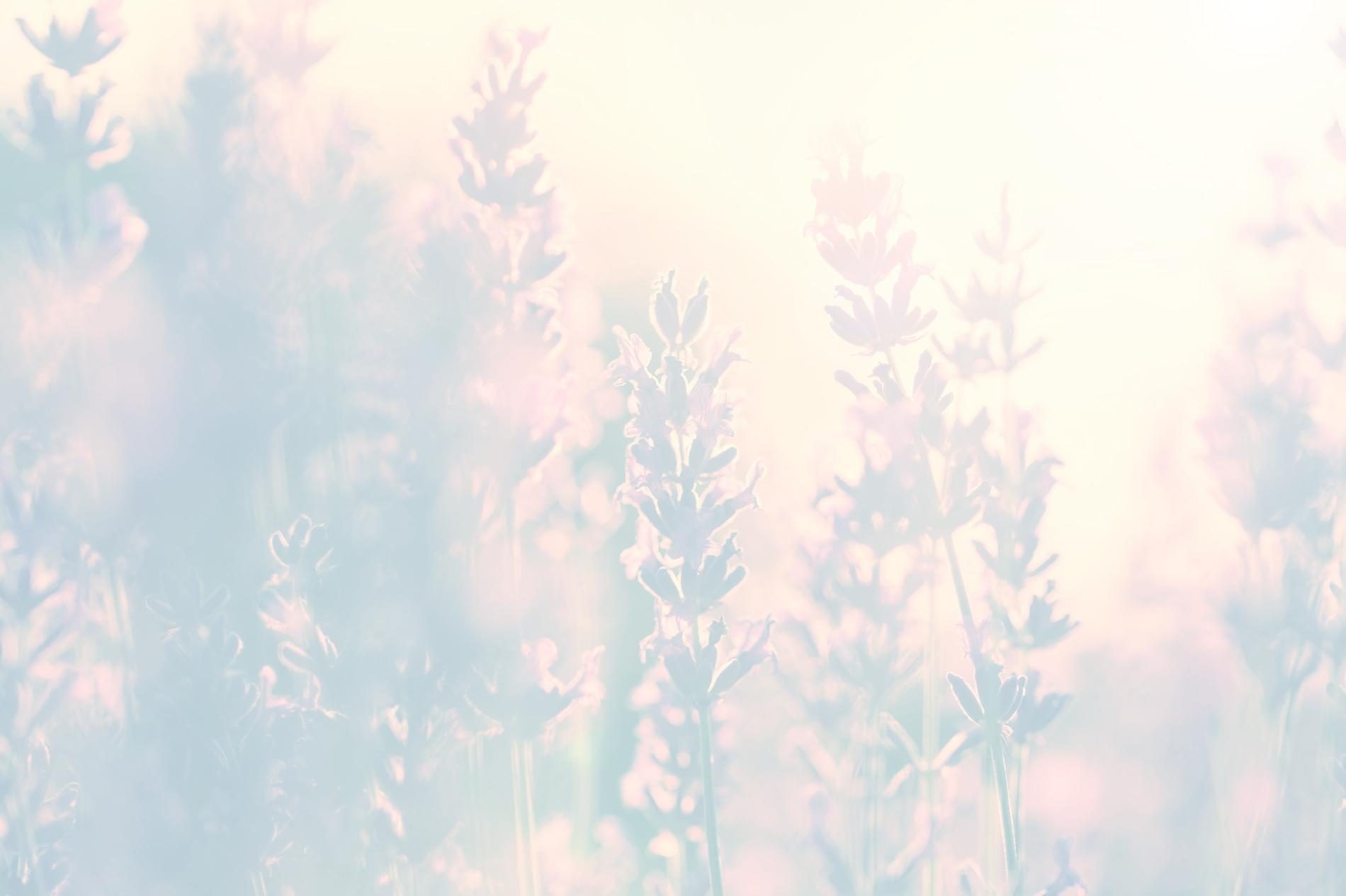 Lavendel als Hintergrund_ Transparent